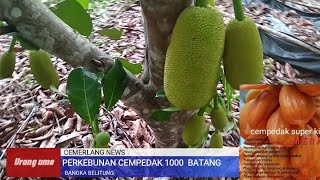 Cepat kaya menanam buah ini  Cempedak king [upl. by Uriah525]