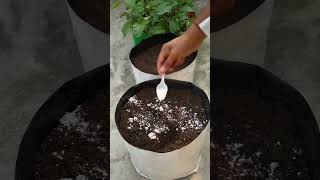 Aaiae Methi Kaise Lagate Hain farming houseplants gardening [upl. by Trude]