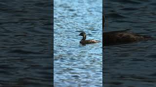 Piedbilled Grebe [upl. by Tigdirb]