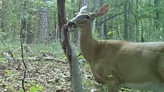 DEER LICK Persimmon Buck Jam trailcamera deer wildlife whitetail CKAMERICA [upl. by Ecnahs]