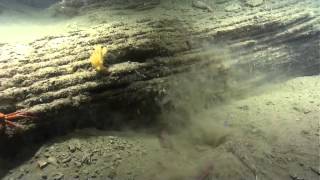 Predation Events Atlantic Canyons amp Seamounts 2014 [upl. by Mellette]