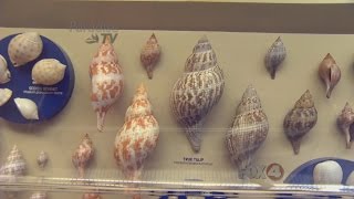 Sanibel Shell Museum [upl. by Litha]