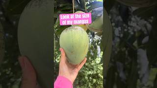 Garden Fruits in Costa Rica 🥭 costarica fruit fruitarian [upl. by Teplitz]