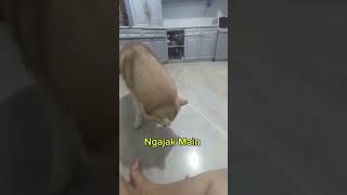 Daily Activity Chiko Dinggo 🤩dinggo chiko dog doglover dogowner [upl. by Waly]