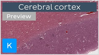 Cerebral cortex preview  Human histology  Kenhub [upl. by Matthaus]