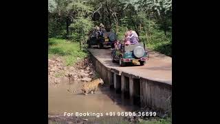 Ranthambore Tiger Safari Sawai Madhopur  Ranthambore National Park [upl. by Tychonn107]