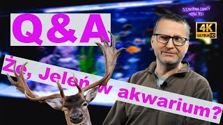 QampA 6 Że jeleń w akwarium [upl. by Adara]