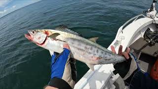 Moreton Bay mackerel fishing [upl. by Groveman]