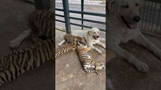 🐱❤️🐶 Dog mother tiger son cat dog funny tiger horse pets bear funnycats [upl. by Attelrak183]