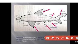 Types of fins in fishes [upl. by Swiercz]