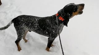 Southern Hound in New England Snow [upl. by Ruhnke]