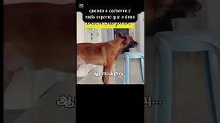 Inteligência canina shortsfeed reflexão shortsvideo shortsviral [upl. by Ayama626]