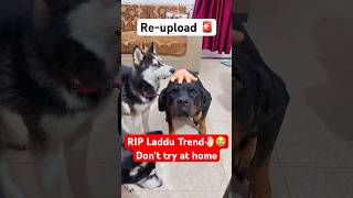 laddu muthaiya Sorry 😭🚨shorts dog husky trendingsongs [upl. by Martin]