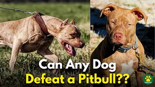 5 Dog Breeds That Could Defeat a Pitbull Terrier [upl. by Romonda234]