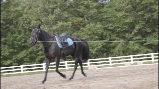 Cantering with a Standardbred Part 1  Evaluating the Horse [upl. by Ailelc]