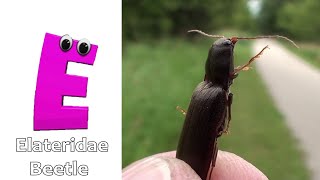 Insects Alphabet Song  Insects ABC Song  Phonics for Kids  Baby Alphabet Letters [upl. by Bendicty718]