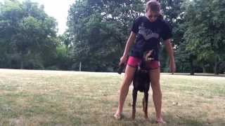 Amazing Doberman Tricks [upl. by Eanil]