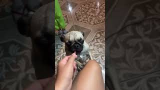 Deja de comer dorys viralshort viralvideo pug humor perros pets food happy best top [upl. by Norraa]