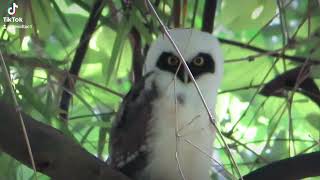 a whitebilled mountain owl rests on the bamboo [upl. by Zielsdorf]