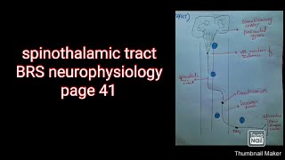 Spinothalamic tract BRS PHYSIOLOGY page 41 Kulsoom Rasheed Depar [upl. by Reviere]