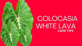 COLOCASIA WHITE LAVA CARE TIPS [upl. by Nahs]