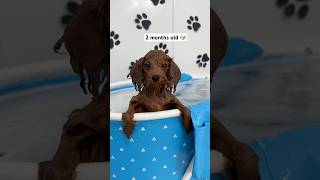 3 months of a puppy’s swimming journey 🐶🐾🛁 puppy asmr asmrsounds dog viralshorts [upl. by Ynna]