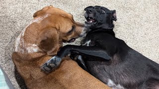 Two Dogs Love Language To Each Other [upl. by Trill171]