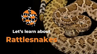 Lets learn about Rattlesnakes [upl. by Htebasyle]