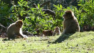 Barbary Macaque Monkey Barbary Macaque Wildlife No Copyright Video [upl. by Robinetta390]