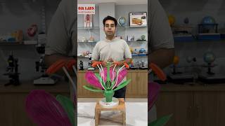 Flower Model  Pollination  parts of Flower biology amazingfacts education cbse shorts model [upl. by Anitnas]