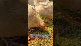 Chickens Are Omnivores Not Herbivores [upl. by Oicnaneb]