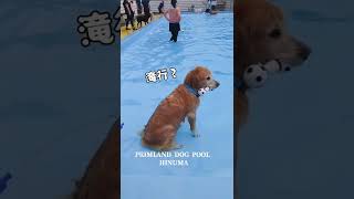 PRIMLAND DOG POOL HINUMA🐾 2022718 [upl. by Aihsat]