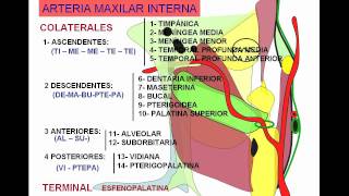 Maxilar internaavi [upl. by Annaliese770]