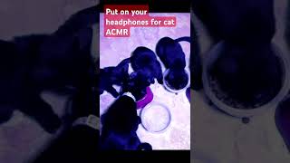 Cat Dinner ASMR кошачийкорм cute kitten едят kittenstreet catslivingonthehomelessstreet [upl. by Drarrej]