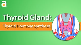 Thyroid Gland Thyroid Hormone Synthesis [upl. by Yoho578]