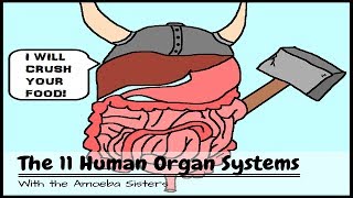 OLD VIDEO Human Body Systems The 11 Champions [upl. by Airednaxela403]