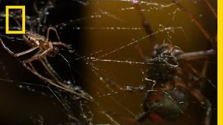 Deadly Cousin The Redback Spider  National Geographic [upl. by Stag956]