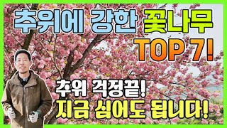 추위에 강한 꽃나무 TOP7 추위 걱정끝 지금심어도 됩니다 [upl. by Kolivas]