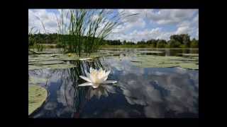 Claude Debussy  Reflets dans leau  Reflections in the Water [upl. by Lankton]