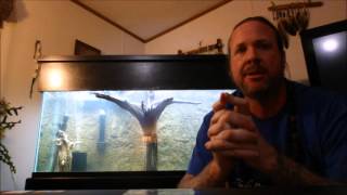 Cycle an aquarium in 2 weeks with Seachem Stability [upl. by Kitchen187]