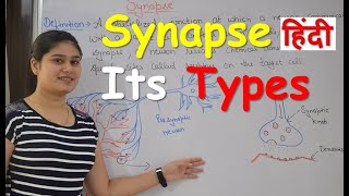 Synapse Physiology in Hindi  Types  Classification of synapse  Functions [upl. by Alliuqahs]