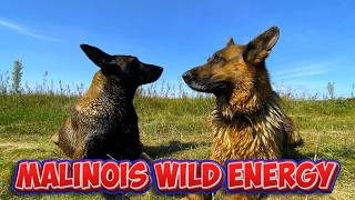 My Morning Experiment with Malinois and German Shepherd Went Viral [upl. by Aloke331]