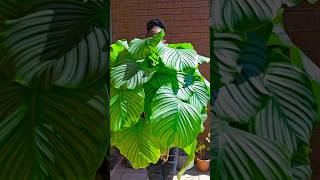 Calathea Orbifolia [upl. by Ytsihc]