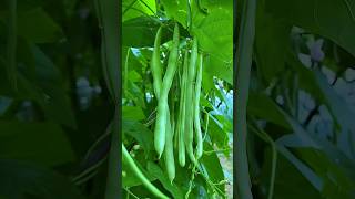 Green Beans plant flowering and fruiting healthy green beans gardening shorts [upl. by Earleen]