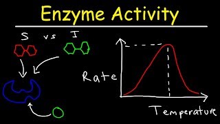 Factors Affecting Enzyme Activity  pH Temperature Competitive and Noncompetitive Inhibition [upl. by Ainer]