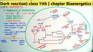 Dark reaction  Light Independent reaction  class 11th chapter Bioenergetics [upl. by Etrem144]