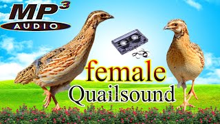 Coturnix quail soundsfemale quail soundsBatair hunting TV [upl. by Demetrius74]