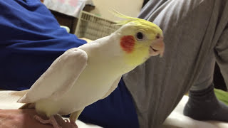 Sings Cockatiel quotAnother One Bites the Dustquot [upl. by Alexandrina]