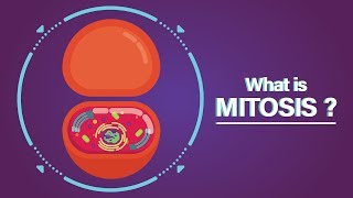 What is Mitosis [upl. by Vanny]