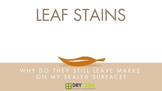 Porous Materials  Common Problems Leaf Stains [upl. by Idac]